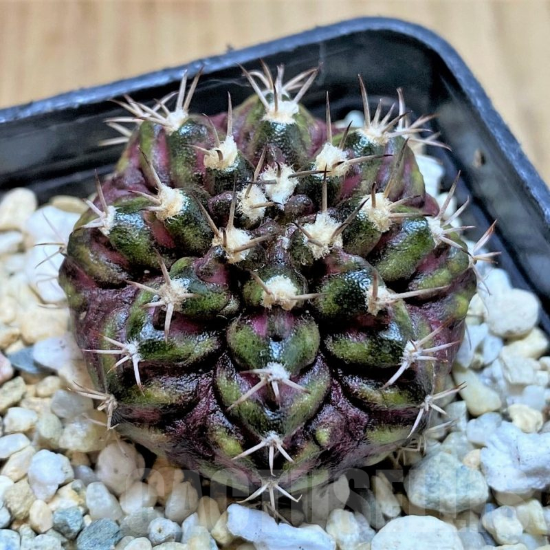SH2422 Gymnocalycium mihanovichii T-rex hybrid