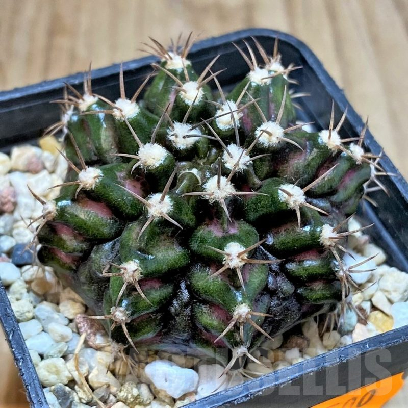 SH2423 Gymnocalycium mihanovichii T-rex hybrid