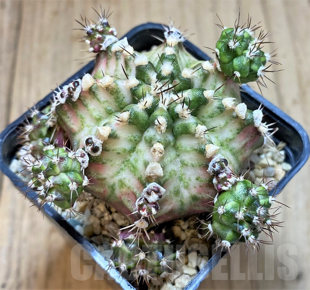SHPR41501 Gymnocalycium mihanovichii T-lux hybrid