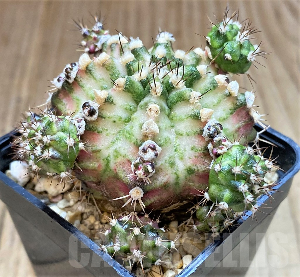 SHPR41501 Gymnocalycium mihanovichii T-lux hybrid - Зображення 2
