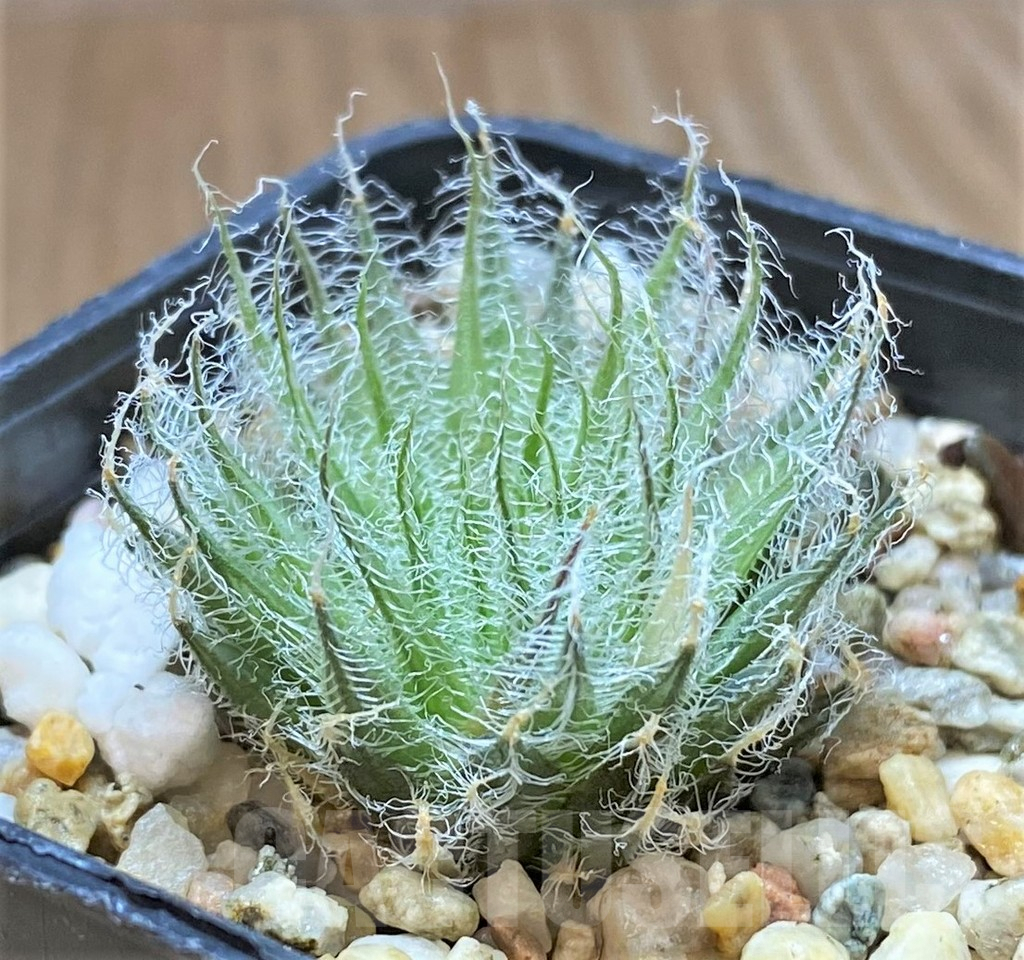 SHPR41450 Haworthia capillaris -Skietfontein-