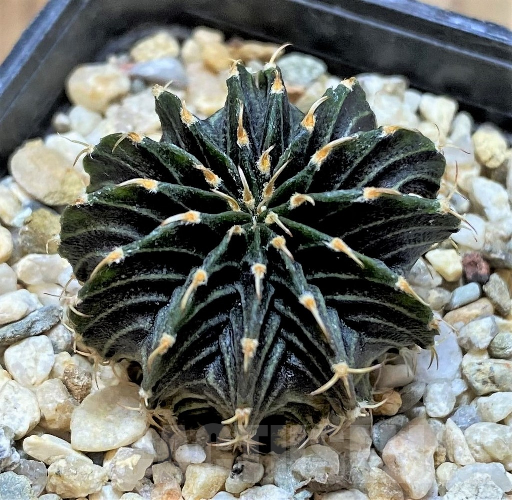 SH2425 Gymnocalycium friedrichii 'Agua Dulce' LB2178 - 画像 (2)