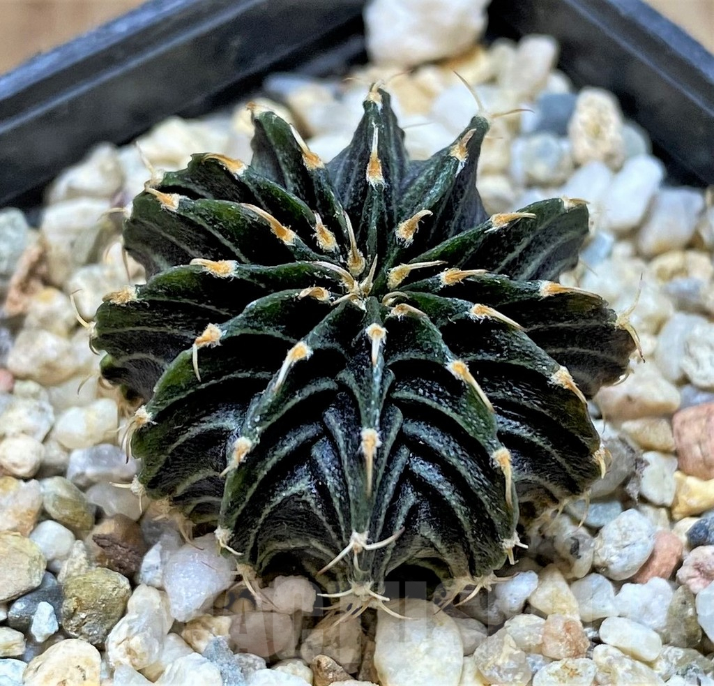 SH2425 Gymnocalycium friedrichii 'Agua Dulce' LB2178
