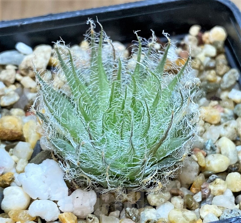 SHPR41450 Haworthia capillaris -Skietfontein- - immagine 2