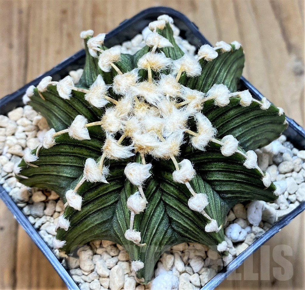 SHPR41506 Gymnocalycium friedrichii VOS1211, select form