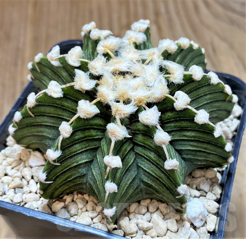 SHPR41506 Gymnocalycium friedrichii VOS1211, select form - 画像 (2)