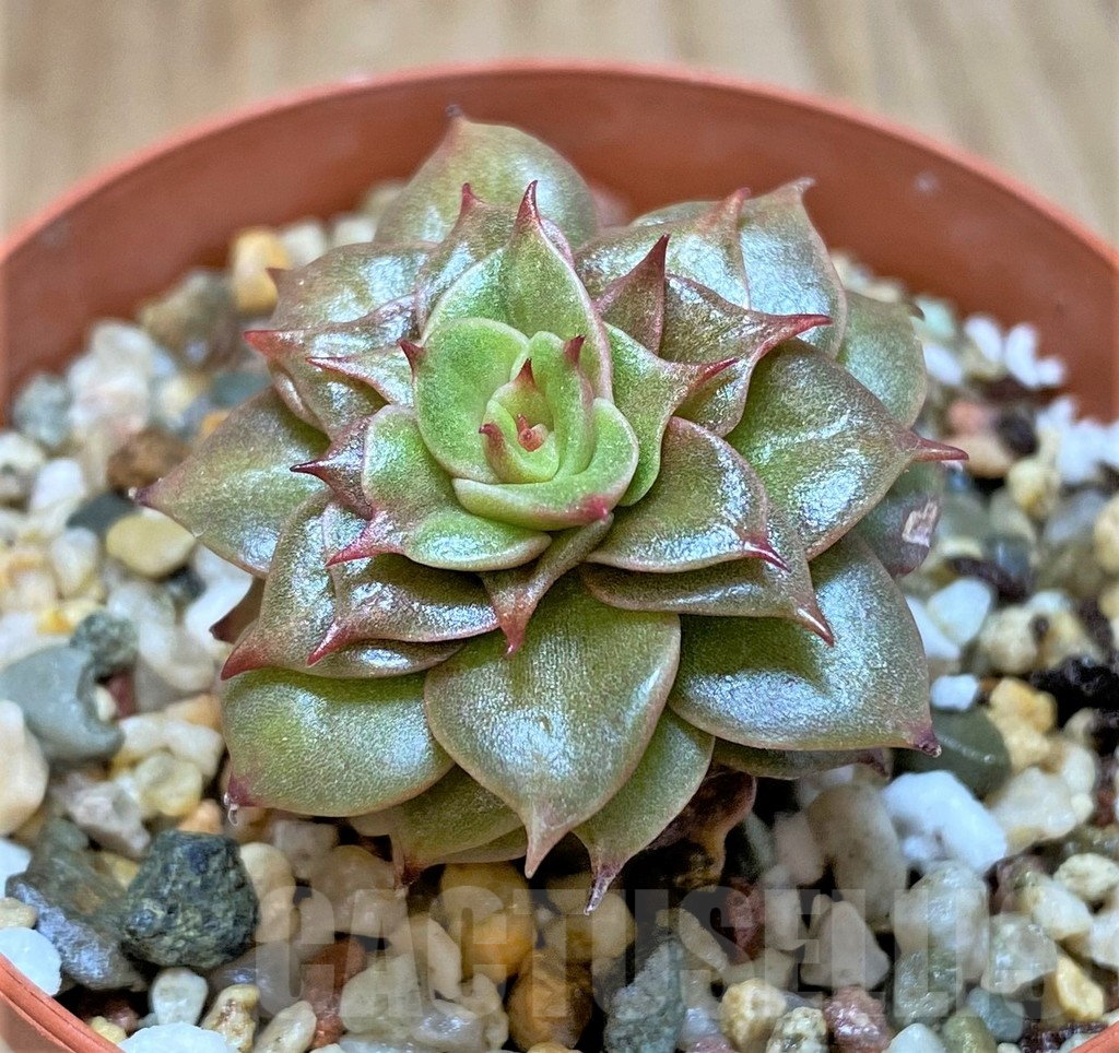 SHPR41445 Echeveria 'Golden Flame' - Image 2