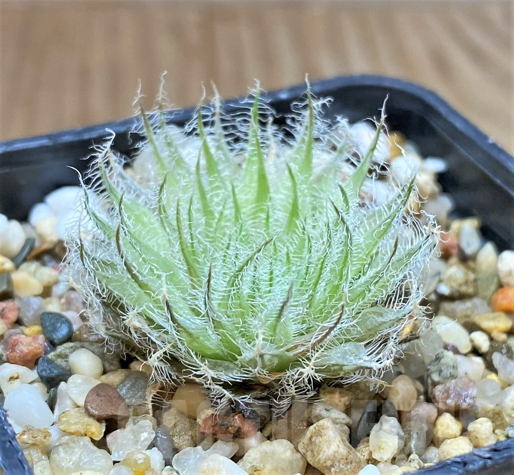 SHPR41451 Haworthia capillaris -Skietfontein-