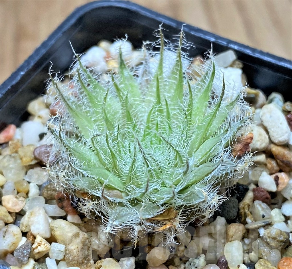 SHPR41451 Haworthia capillaris -Skietfontein- - immagine 2
