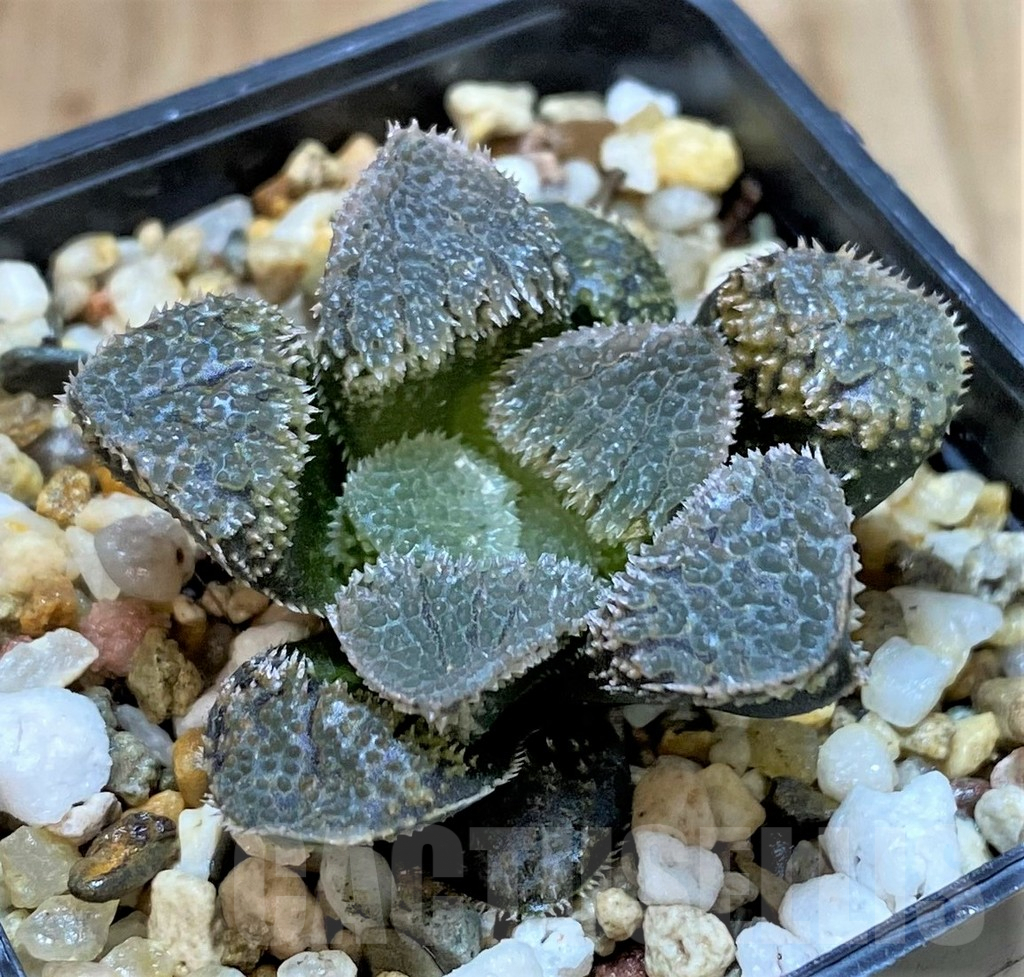 SHPR41452 Haworthia 'Mordor' hybrid, seedling - immagine 2