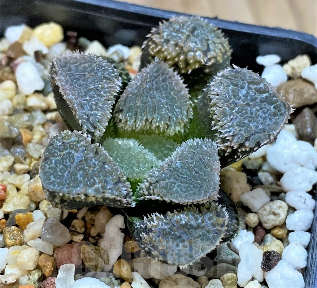 SHPR41452 Haworthia 'Mordor' hybrid, seedling