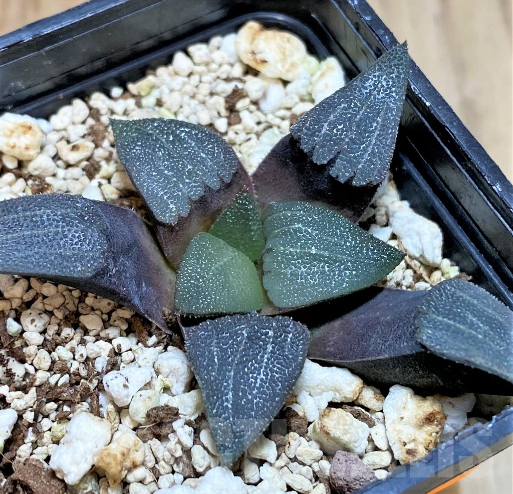 SHPR41453 Haworthia bayeri -Uniondale-, seedling - Image 2