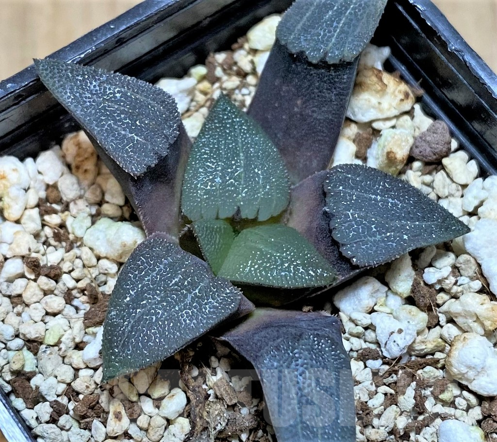 SHPR41453 Haworthia bayeri -Uniondale-, seedling