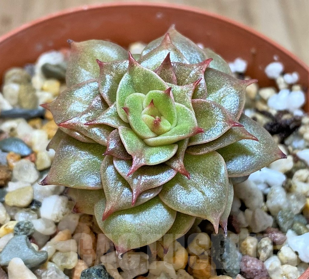 SHPR41445 Echeveria 'Golden Flame'