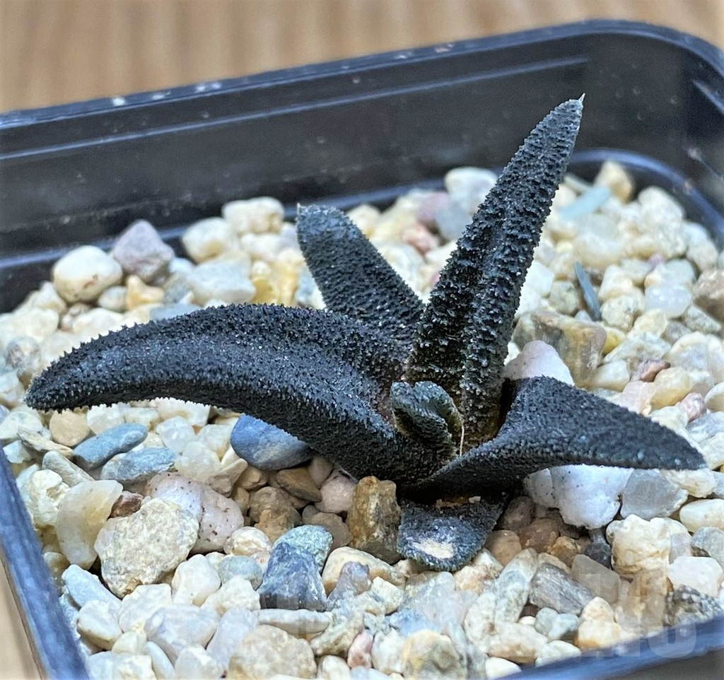SHPR41456 Haworthia sordida - 画像 (2)