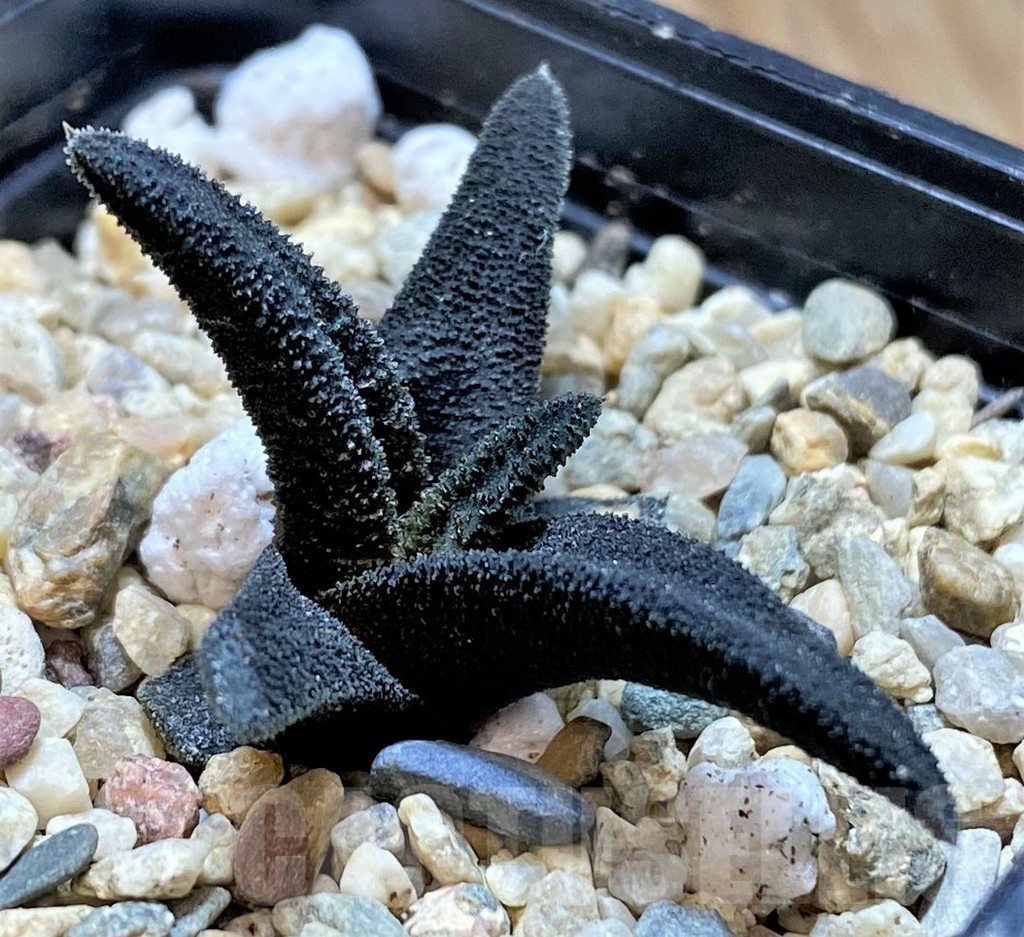 SHPR41456 Haworthia sordida