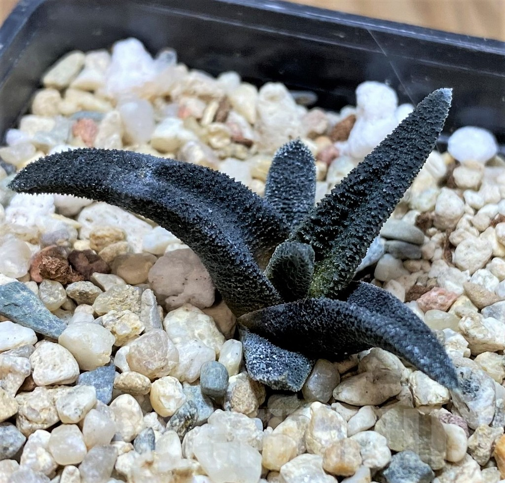 SHPR41457 Haworthia sordida