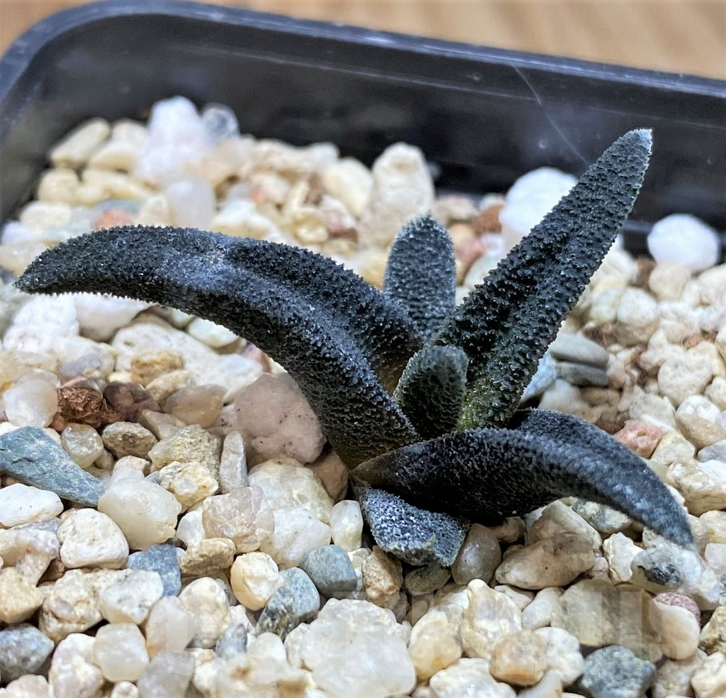 SHPR41457 Haworthia sordida – Image 2