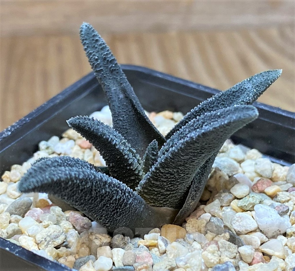 SHPR41458 Haworthia sordida – Image 2
