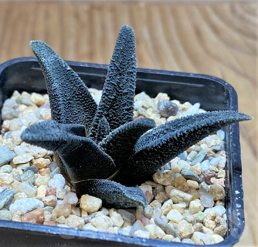 SHPR41458 Haworthia sordida