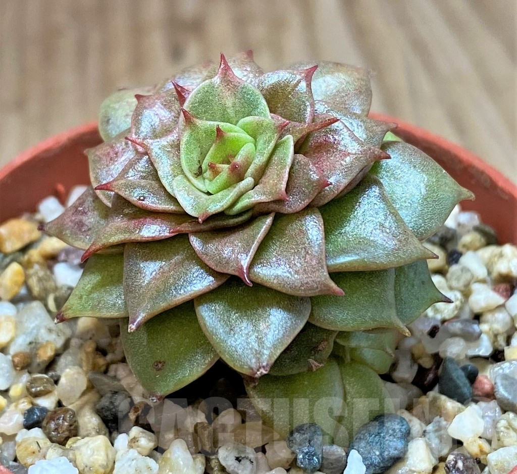 SHPR41446 Echeveria 'Golden Flame' - immagine 2