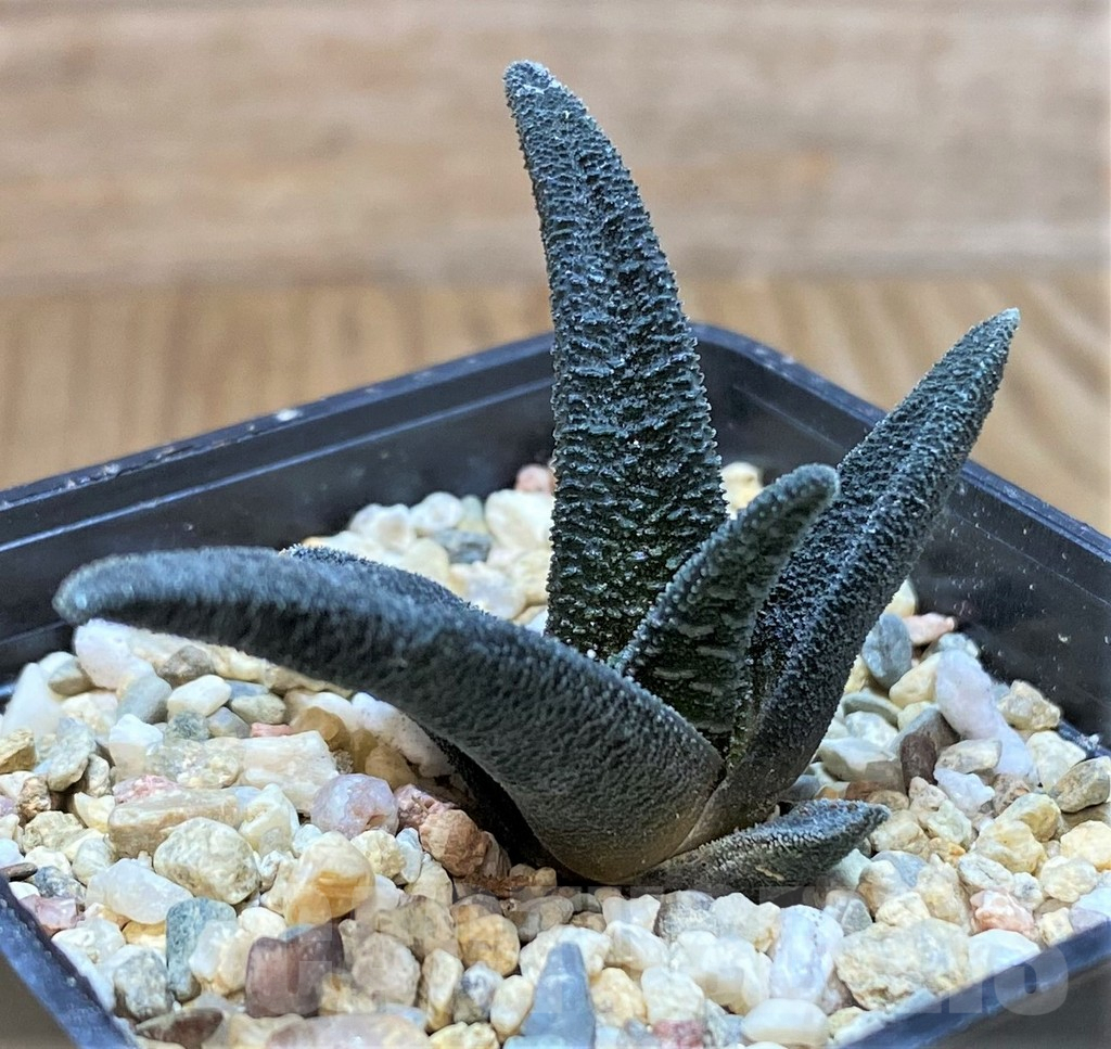 SHPR41461 Haworthia sordida - Image 2