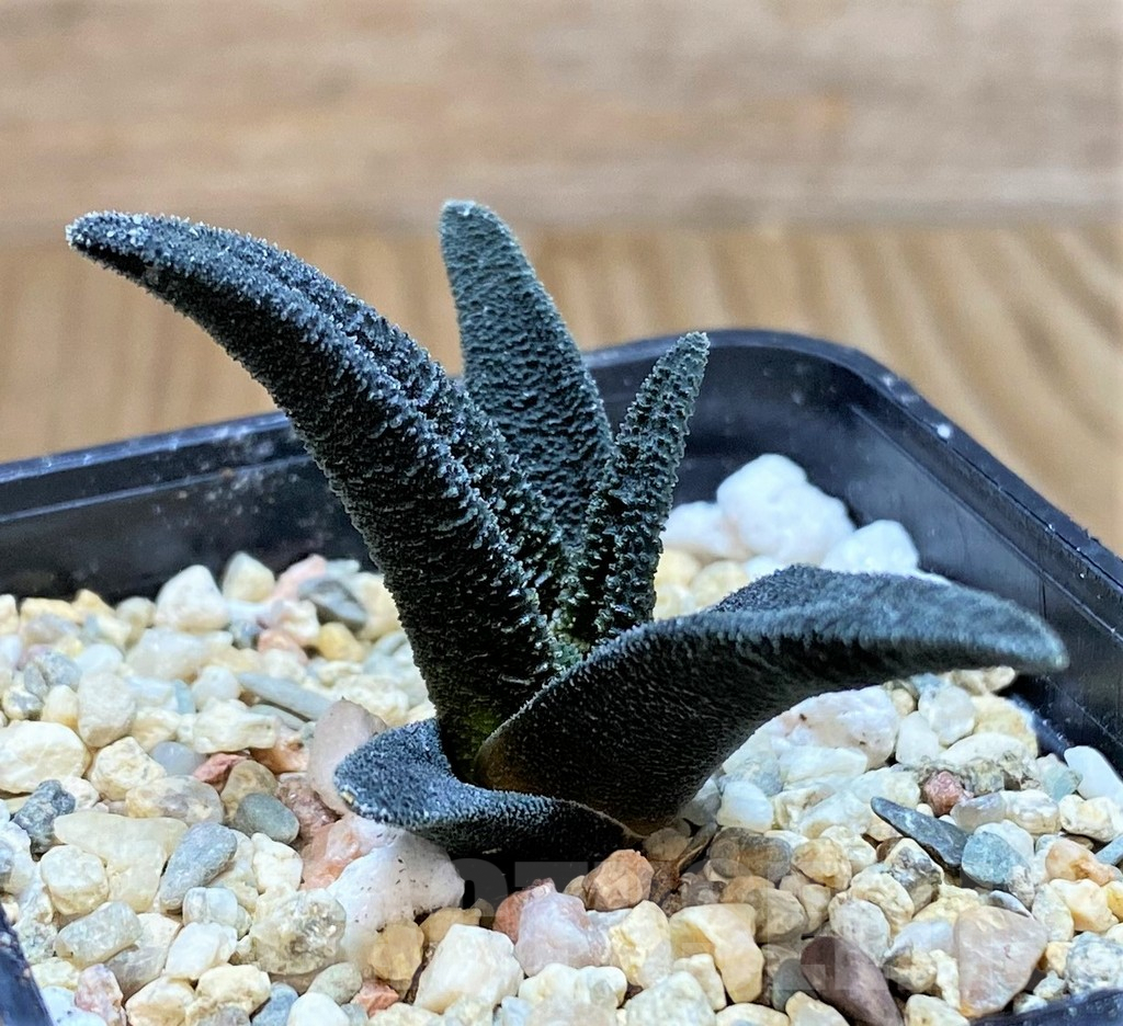 SHPR41461 Haworthia sordida