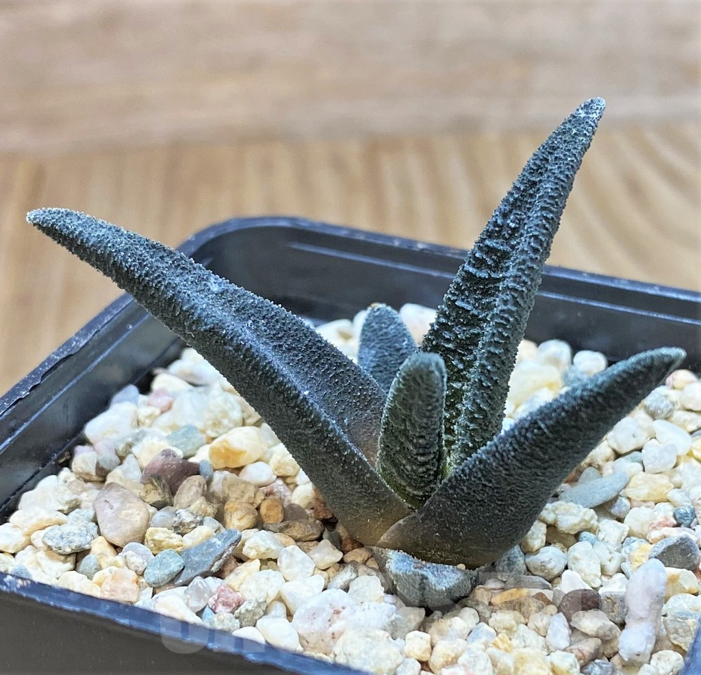SHPR41461 Haworthia sordida - Image 3