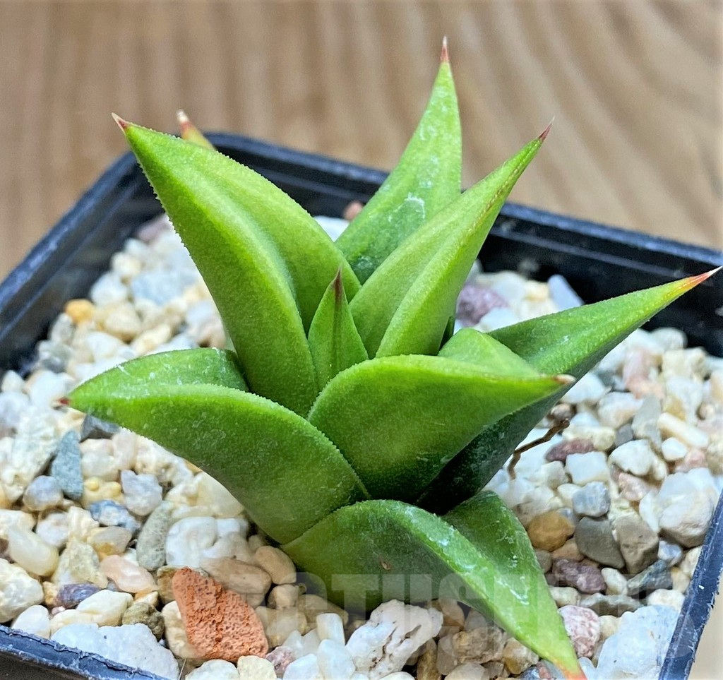 SHPR41462 Haworthia tortuosa hybrid