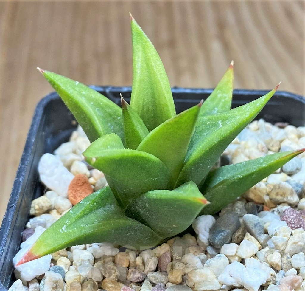 SHPR41462 Haworthia tortuosa hybrid - Image 2