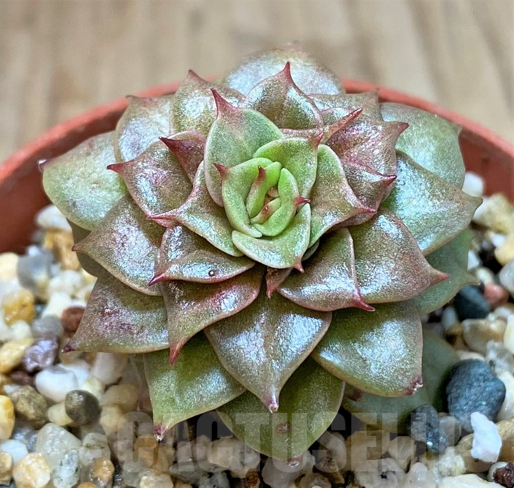 SHPR41446 Echeveria 'Golden Flame'
