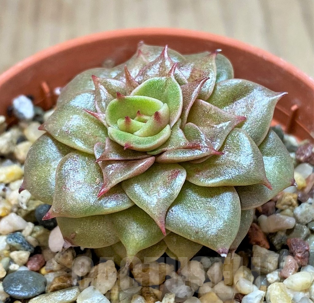 SHPR41447 Echeveria 'Golden Flame'