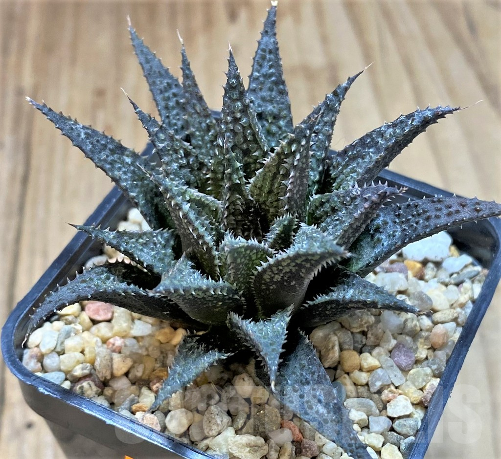 SHPR41472 Haworthia wimii x koelmaniorum - Зображення 2