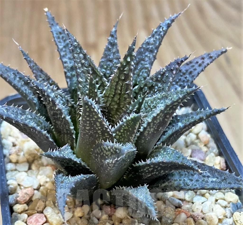 SHPR41472 Haworthia wimii x koelmaniorum