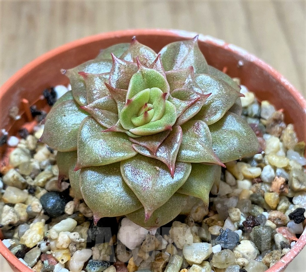 SHPR41447 Echeveria 'Golden Flame' - immagine 2