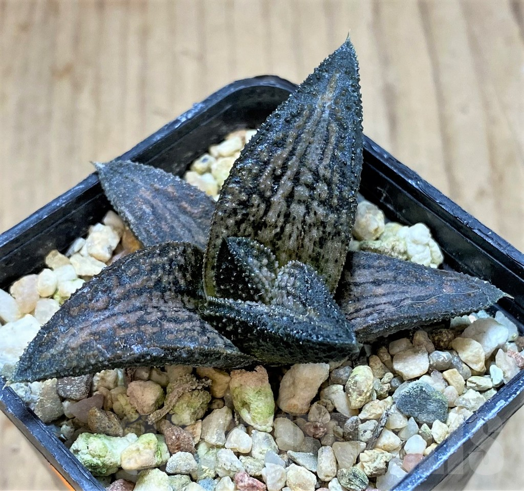 SHPR41474 Haworthia 'Kintaikyo' - Image 2