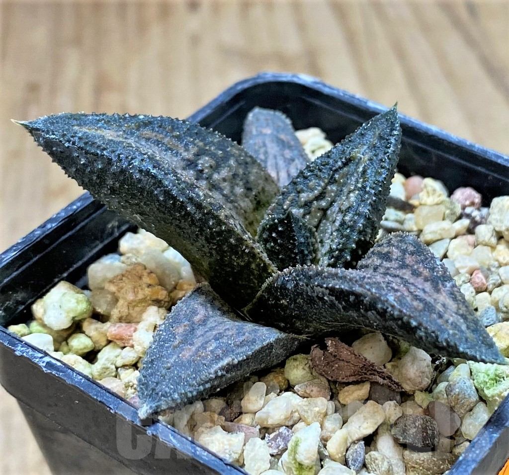 SHPR41474 Haworthia 'Kintaikyo'