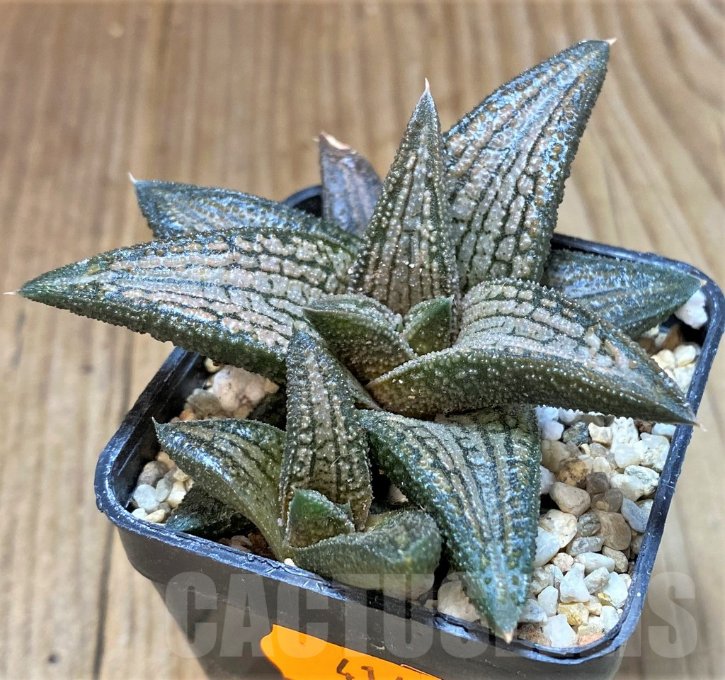 SHPR41475 Haworthia 'Kintaikyo' - Image 2