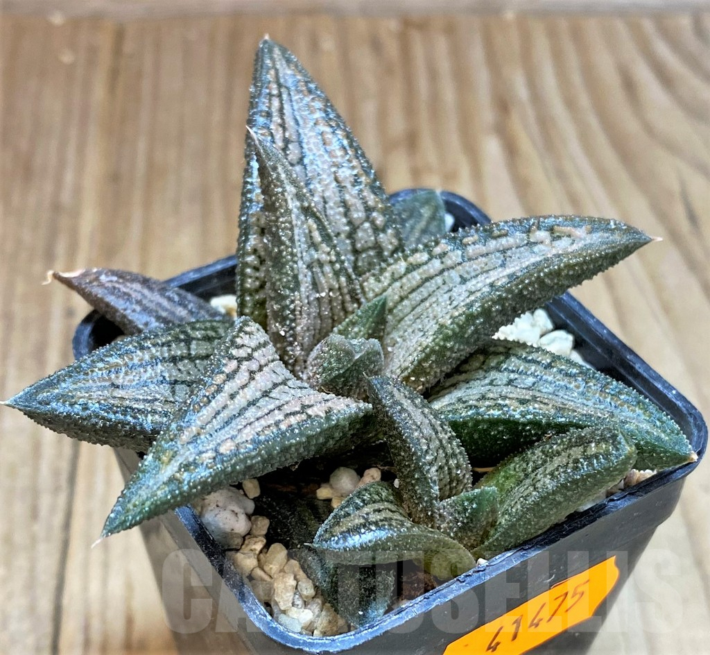SHPR41475 Haworthia 'Kintaikyo'