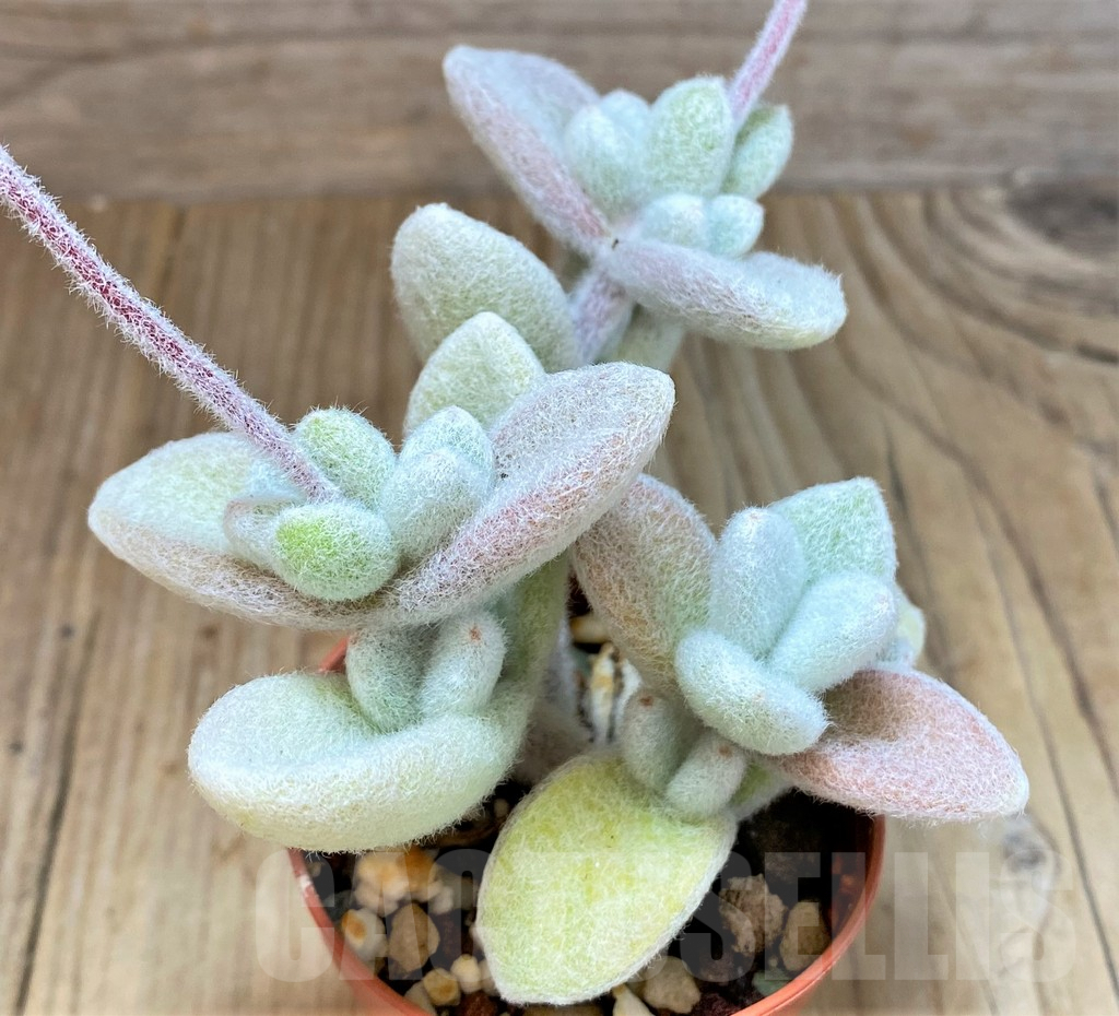 SHPR41507 Kalanchoe eriophylla - Image 2