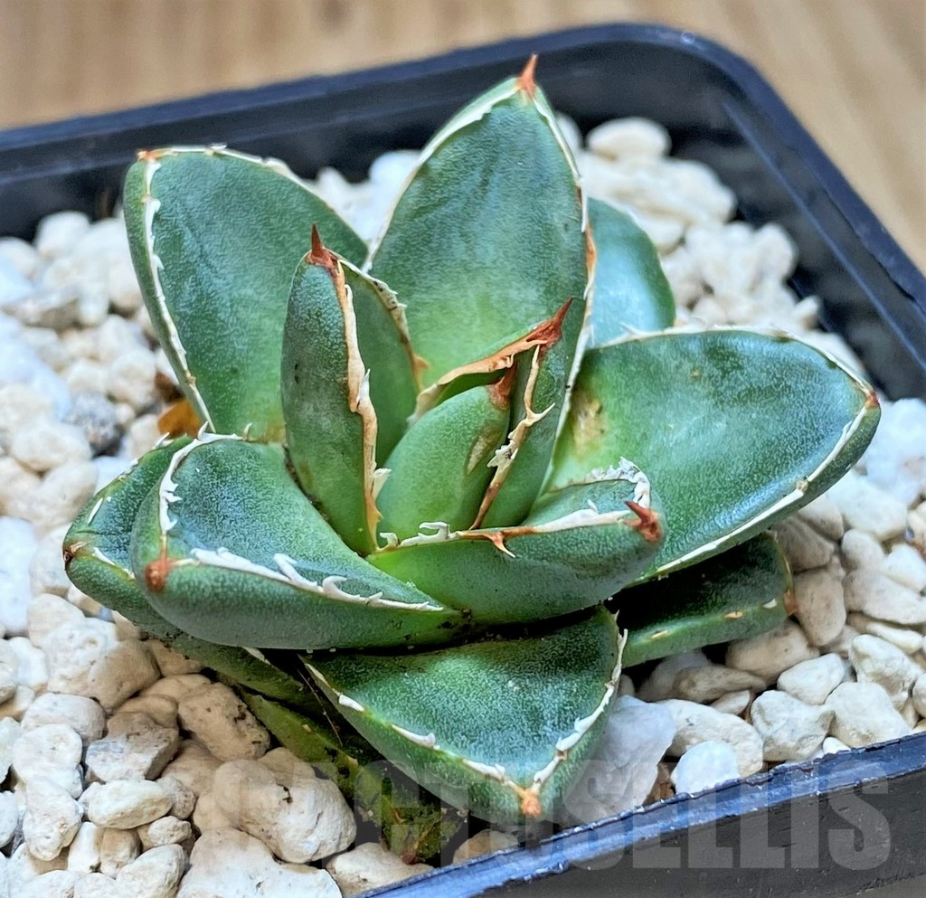 SHPR41537 Agave filifera x victoriae-reginae ‘Compacta’