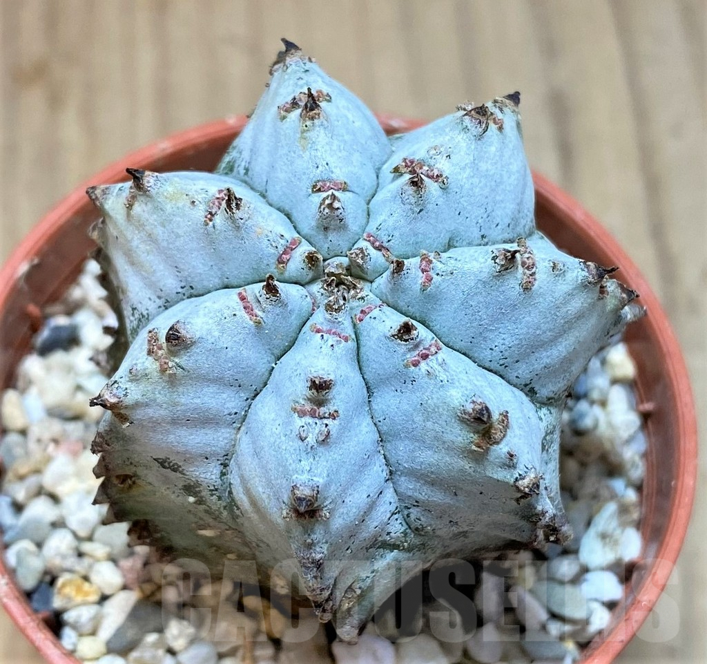SHPR41538 Euphorbia horrida v. alba hybrid