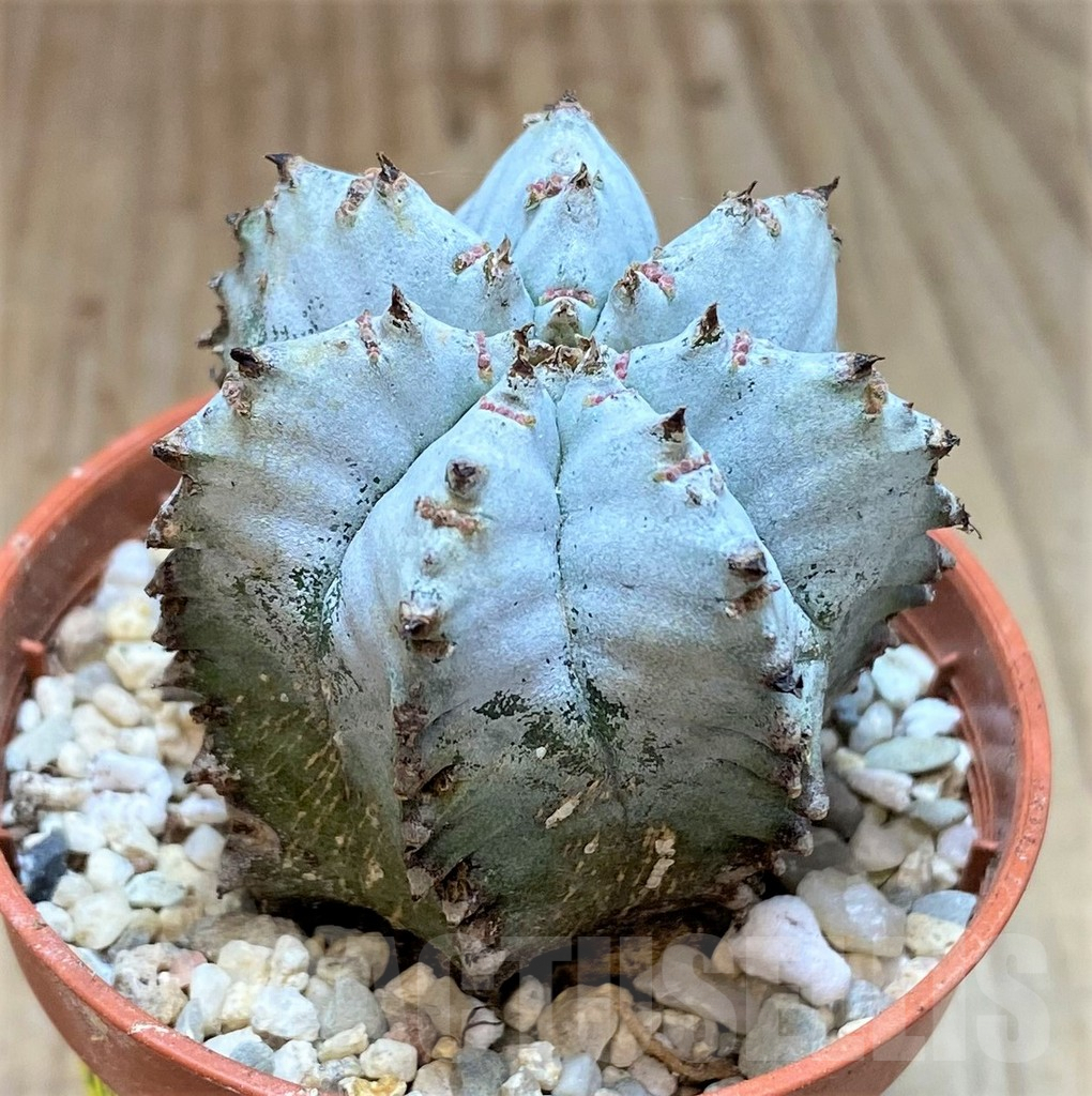 SHPR41538 Euphorbia horrida v. alba hybrid - Зображення 2