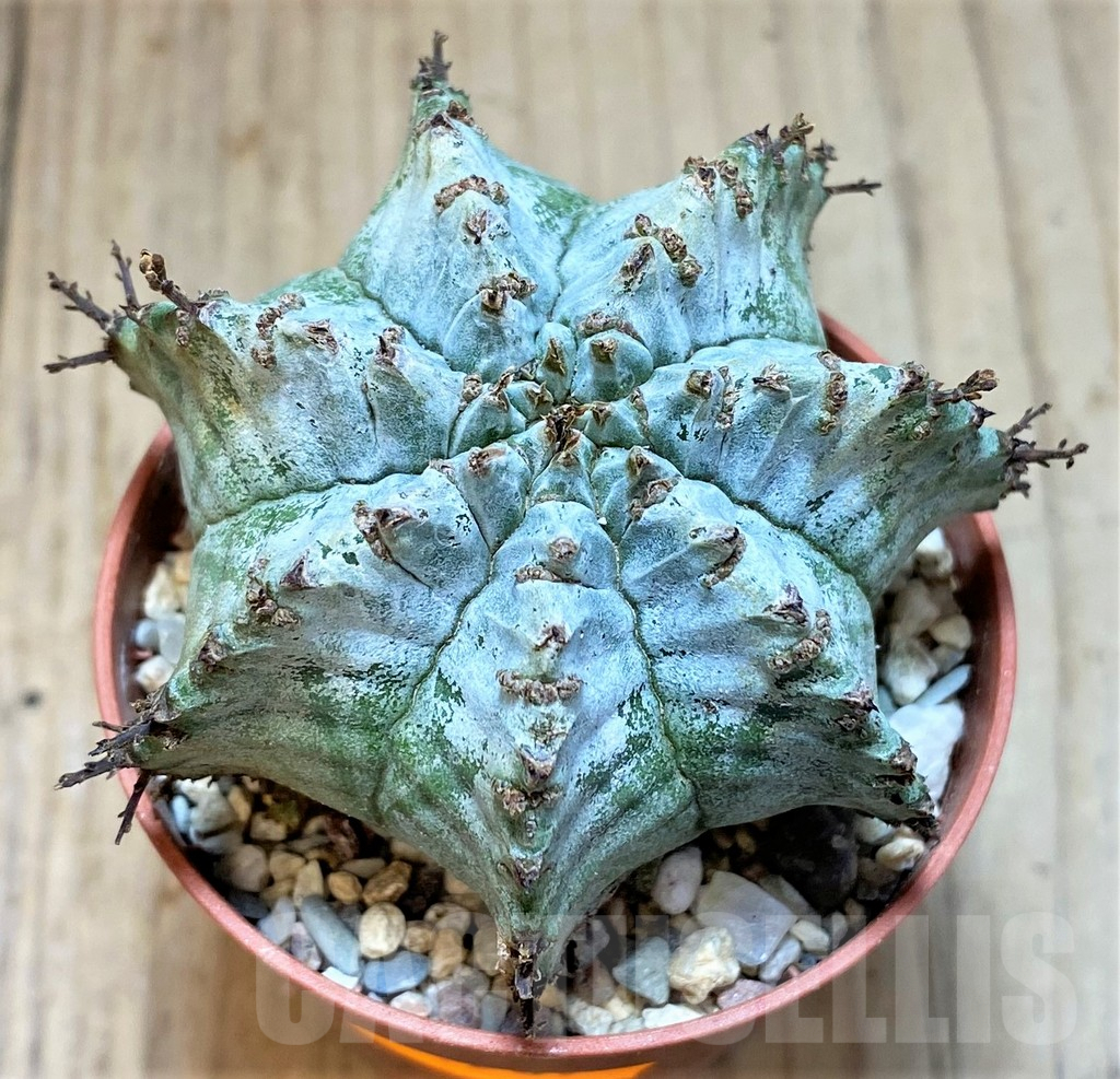 SHPR41539 Euphorbia horrida v. alba hybrid