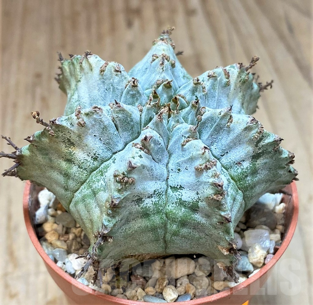 SHPR41539 Euphorbia horrida v. alba hybrid - Зображення 2