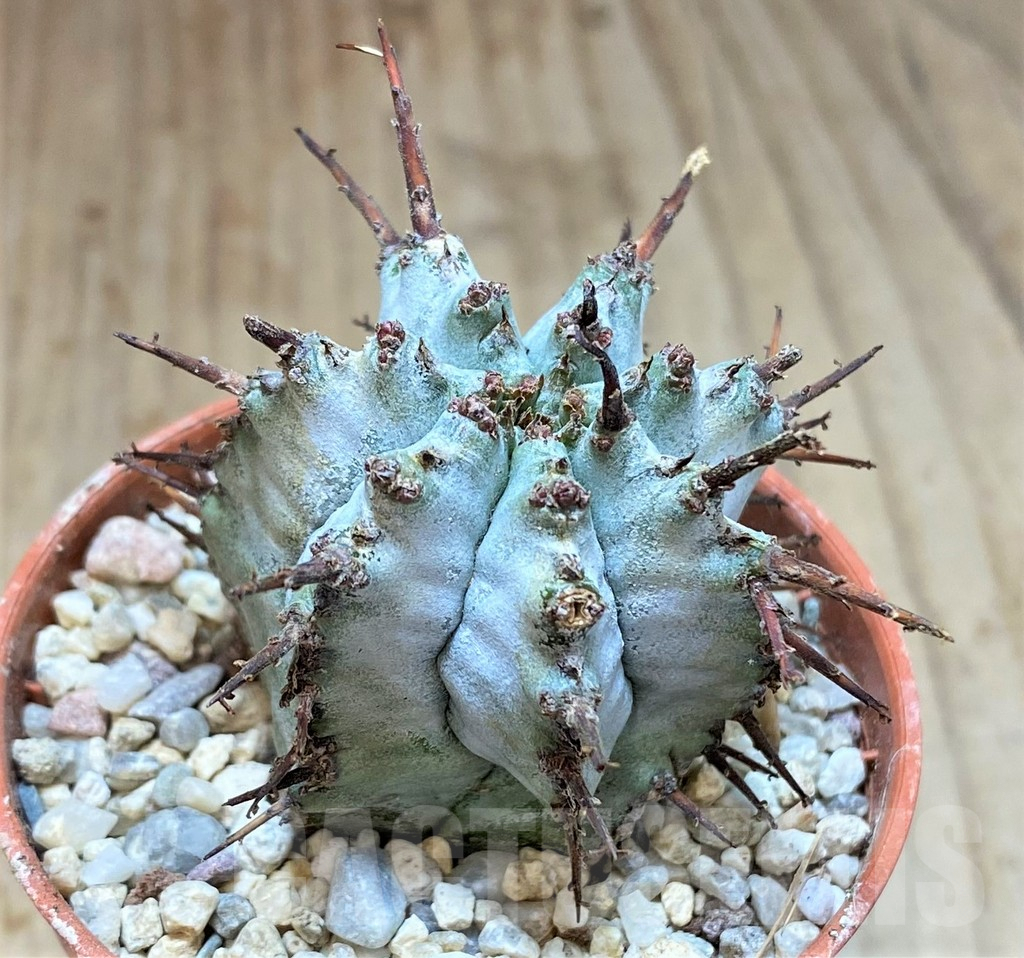 SHPR41540 Euphorbia horrida v. alba hybrid - Image 2
