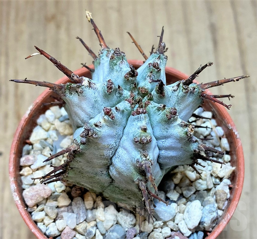 SHPR41540 Euphorbia horrida v. alba hybrid
