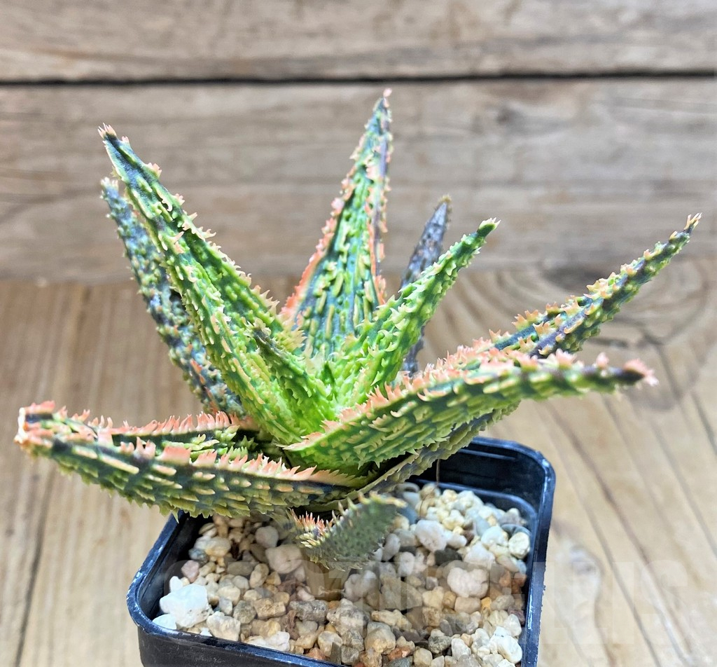 SHPR41510 Aloe hybrid – Bild 2