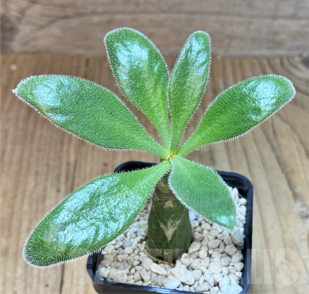 SHPR41542 Tylecodon paniculatus - Obrázek 2