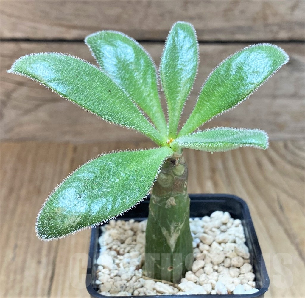 SHPR41542 Tylecodon paniculatus